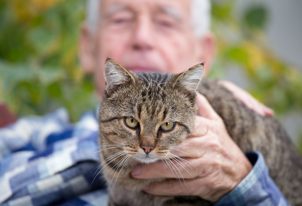 Close up of cat sitting in old man's lap and enjoying cuddling Close up of cat sitting in old man's lap and enjoying cuddling